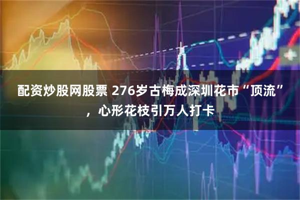 配资炒股网股票 276岁古梅成深圳花市“顶流”，心形花枝引万人打卡